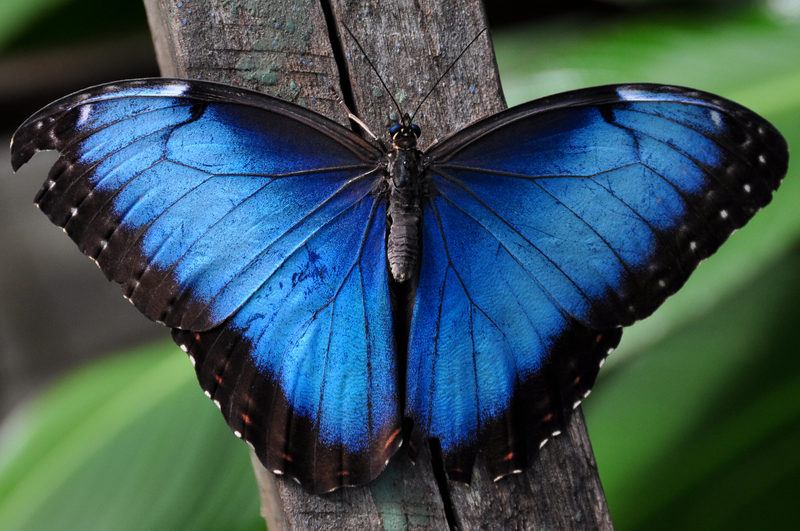 Illustration for article titled How Nanoscale Optics Create Nature's Most Dazzling Colors